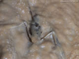 河内風穴 鍾乳洞ハイビジョン撮影HD動画 「神秘の鍾乳洞 河内の風穴」鍾乳石に埋没したこうもりサンプル